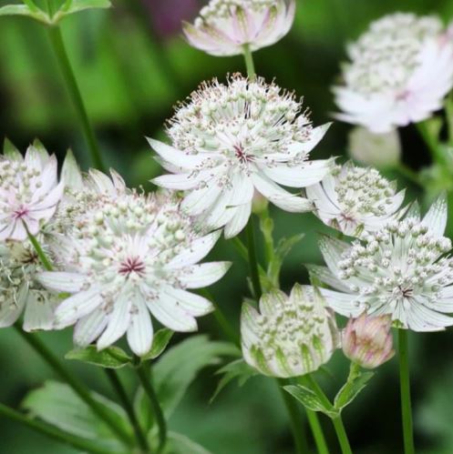 Astrantia major SHAGGY