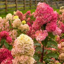 Hydrangea paniculata - WIMS REDR červená (Ko2L) KONT