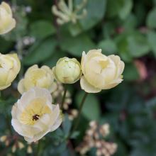 Trollius 'Alabaster'