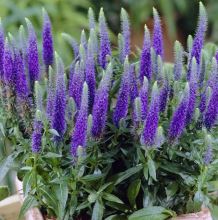 Veronica spicata 'Ulster Dwarf Blue'