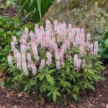 Tiarella 'Pink Skyrocket' PBR