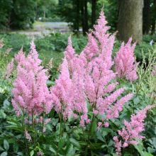 Astilbe japonica LITTLE VISIONS IN PINK  C1/P11