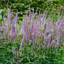 Veronicastrum virginicum 'Fascination'