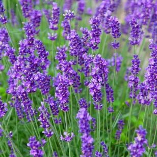Lavandula angustifolia MUNSTEAD