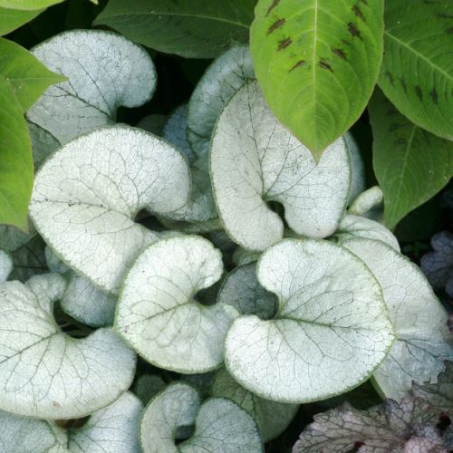 Brunnera macrophylla 'Looking Glass' PBR