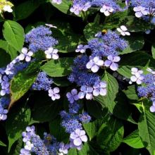 Hydrangea serrata - BLUEBIRD (Ko3L) KONT