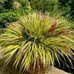 Hakonechloa macra SUNFLARE