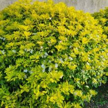 Choisya ternata - SUNDANCE (Ko0,5L) KONT