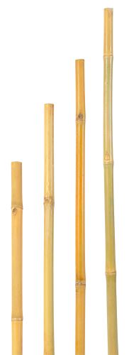 bambus 150cm 6675